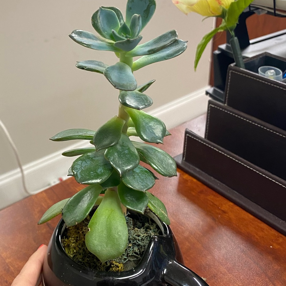 Meet your Posher, Lina